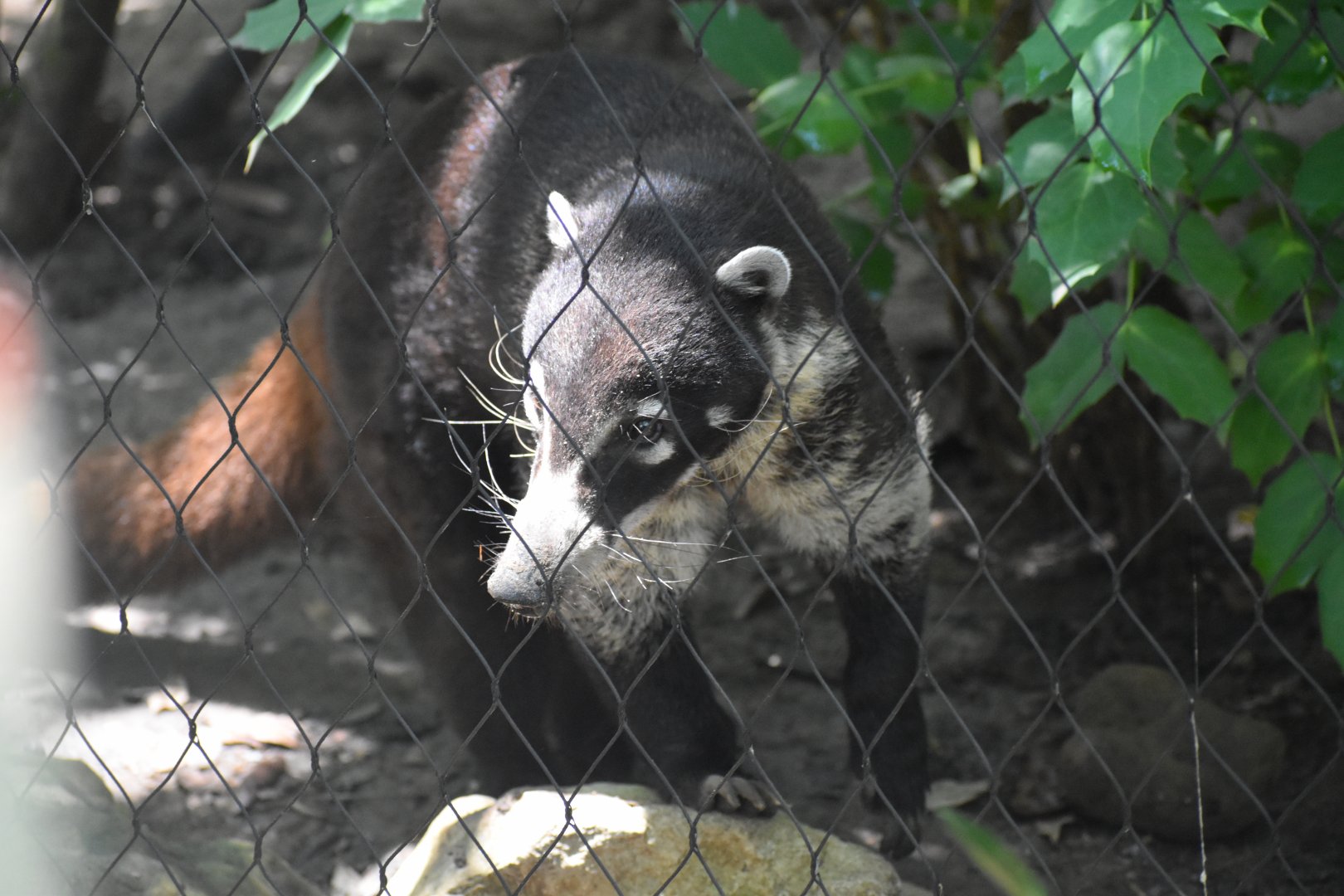 White-nosed Coati