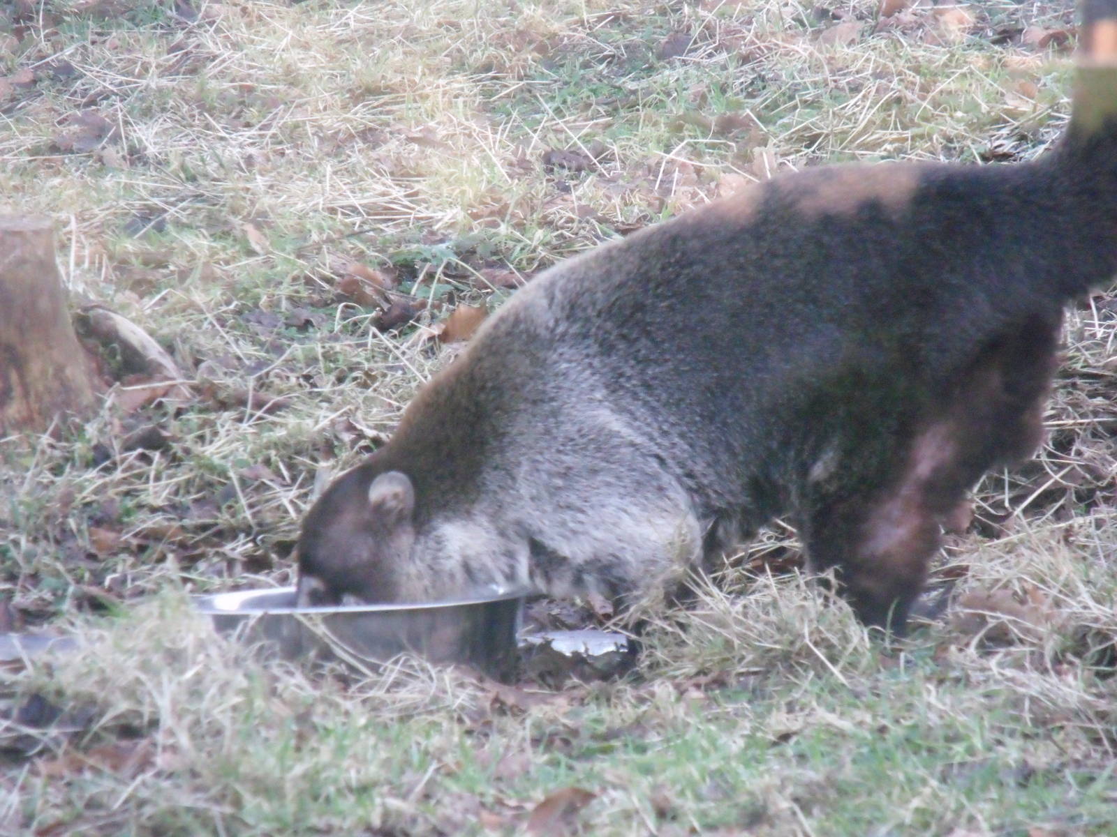 White-Nosed Coati