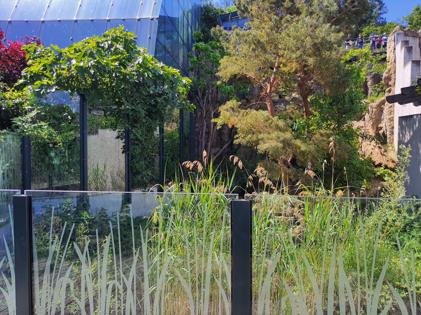 White-nosed coatimundi enclosure- Tiergarten Schönbrunn