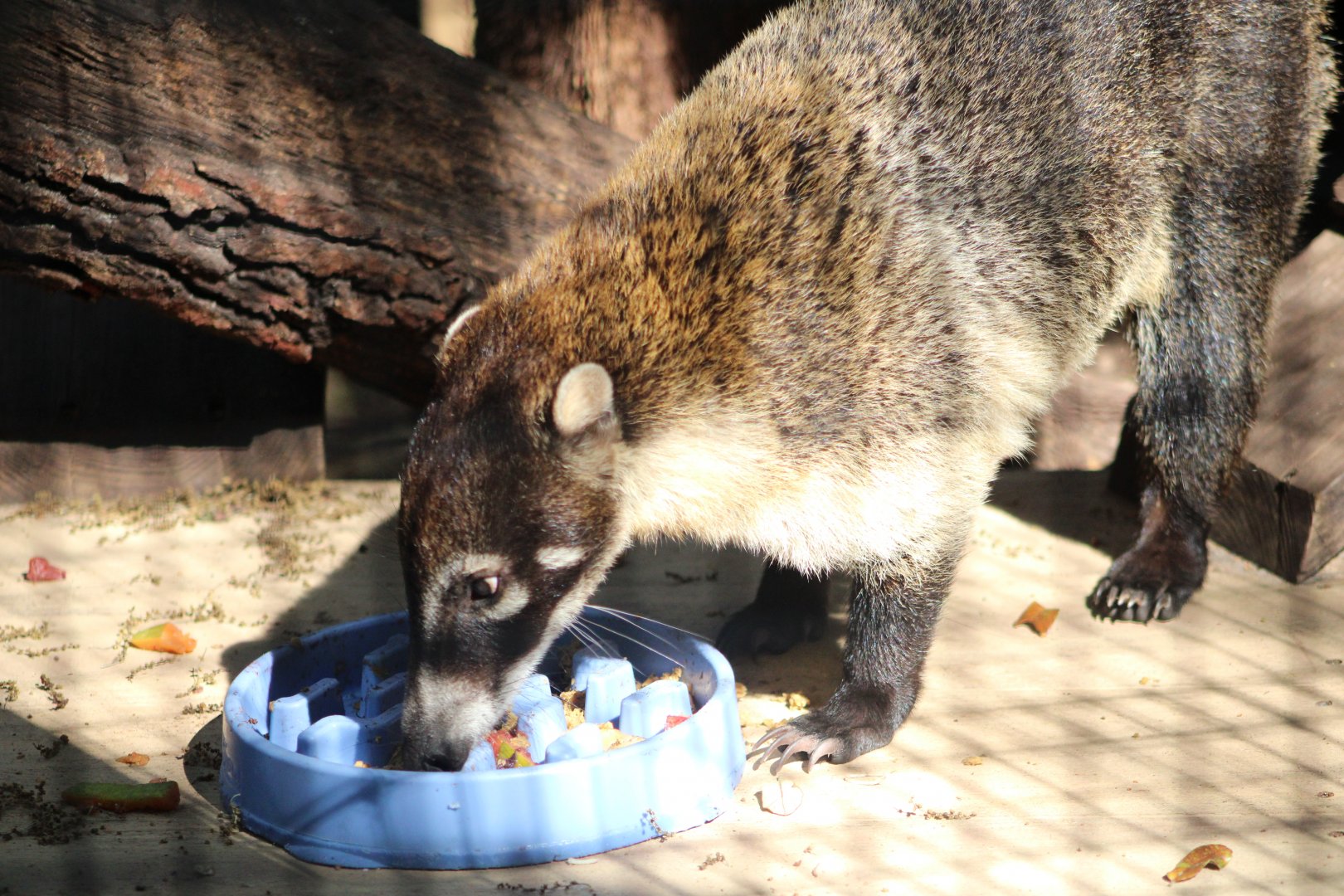 White-Nosed Coatimundi (Nasua narica)