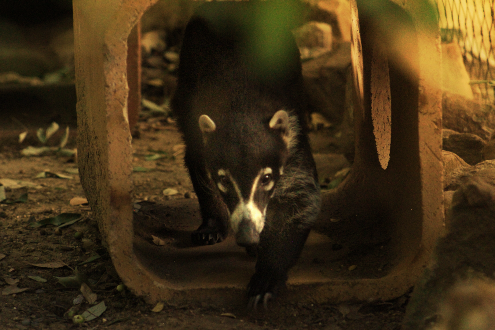 White-nosed coatimundi - Wild Texas