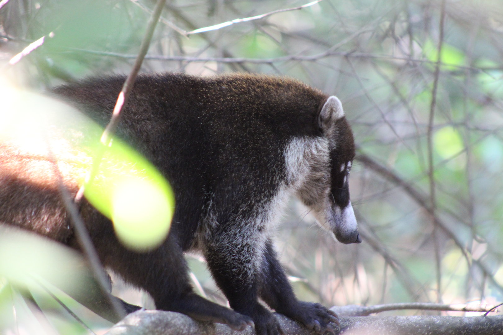 White Nosed Coatimundi