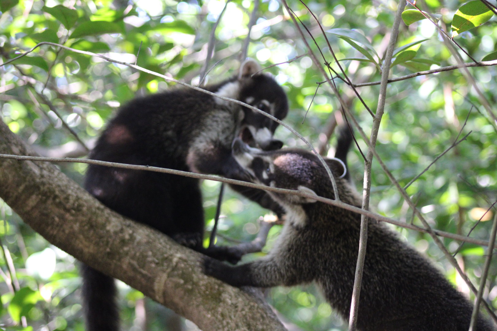 White Nosed Coatimundis