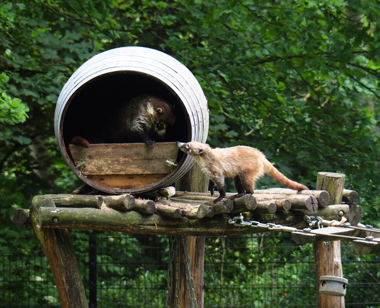 White-nosed coatis (Nasua narica), 2019-05-31