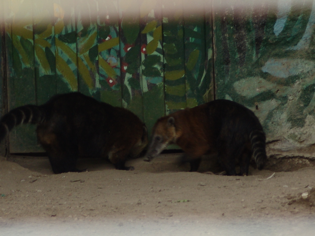 White-nosed Coatis (Nasua narica)
