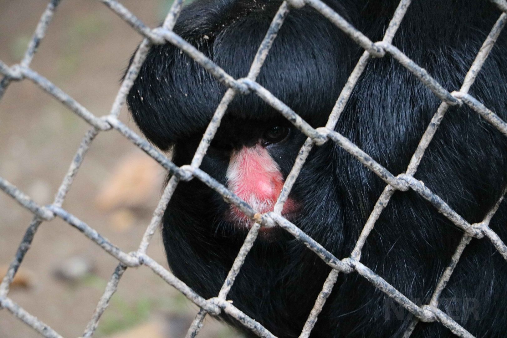 White-nosed saki, April 2016