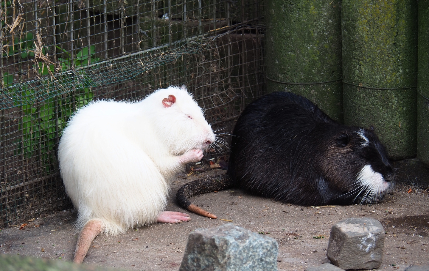 White nutria and black nutria with white patches (Myocastor coypus), 2019-04-06