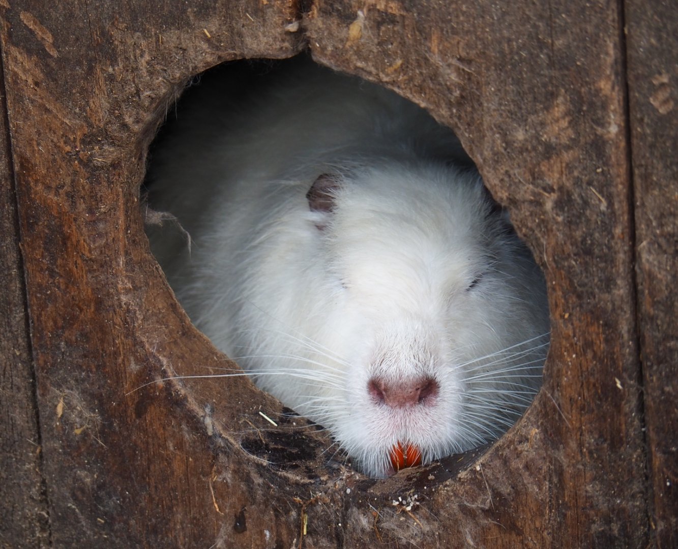 White nutria in hut (Myocastor coypus), 2019-04-06