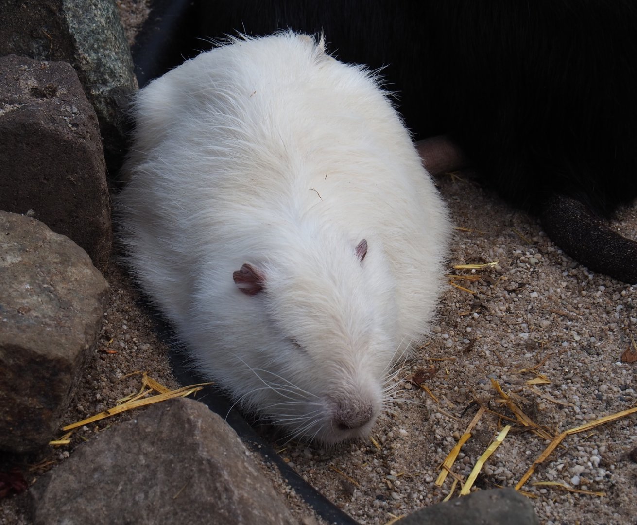 White nutria (Myocastor coypus), 2019-04-06