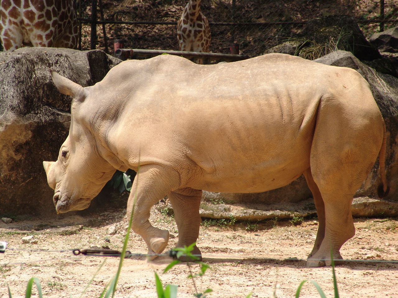 White or Square-lipped rhinoceros (Ceratotherium simum)