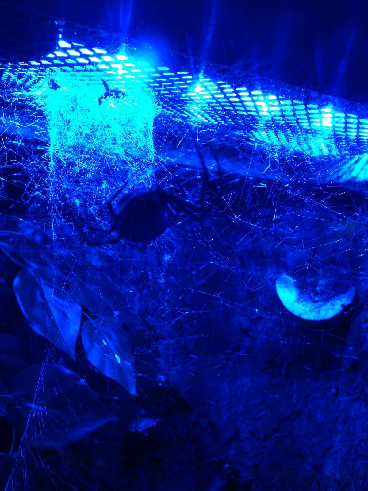 White Orb Web Spider at Blue Planet Aquarium - 05/10/2013