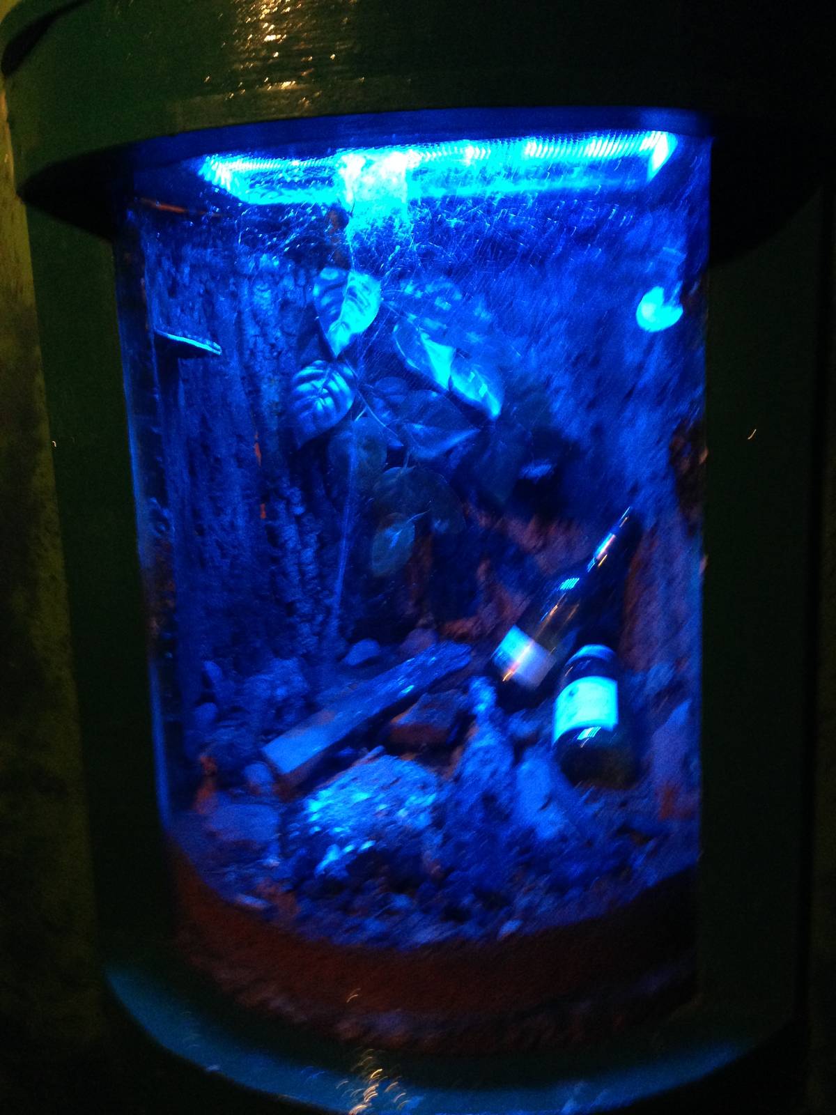 White Orb Web Spider Exhibit at Blue Planet Aquarium - 05/10/2013