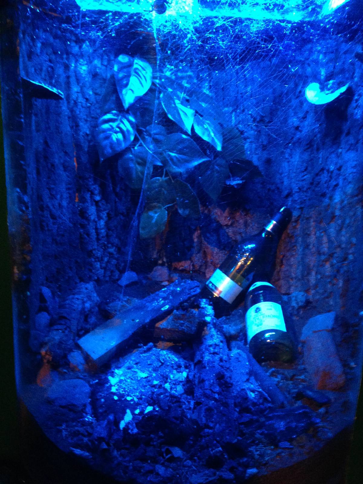 White Orb Web Spider Exhibit at Blue Planet Aquarium - 05/10/2013