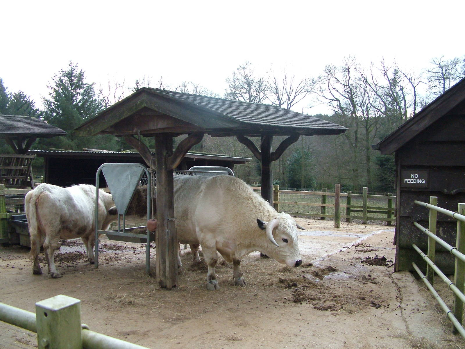 White Park Cattle at Tilgate Nature Centre 14/03/10