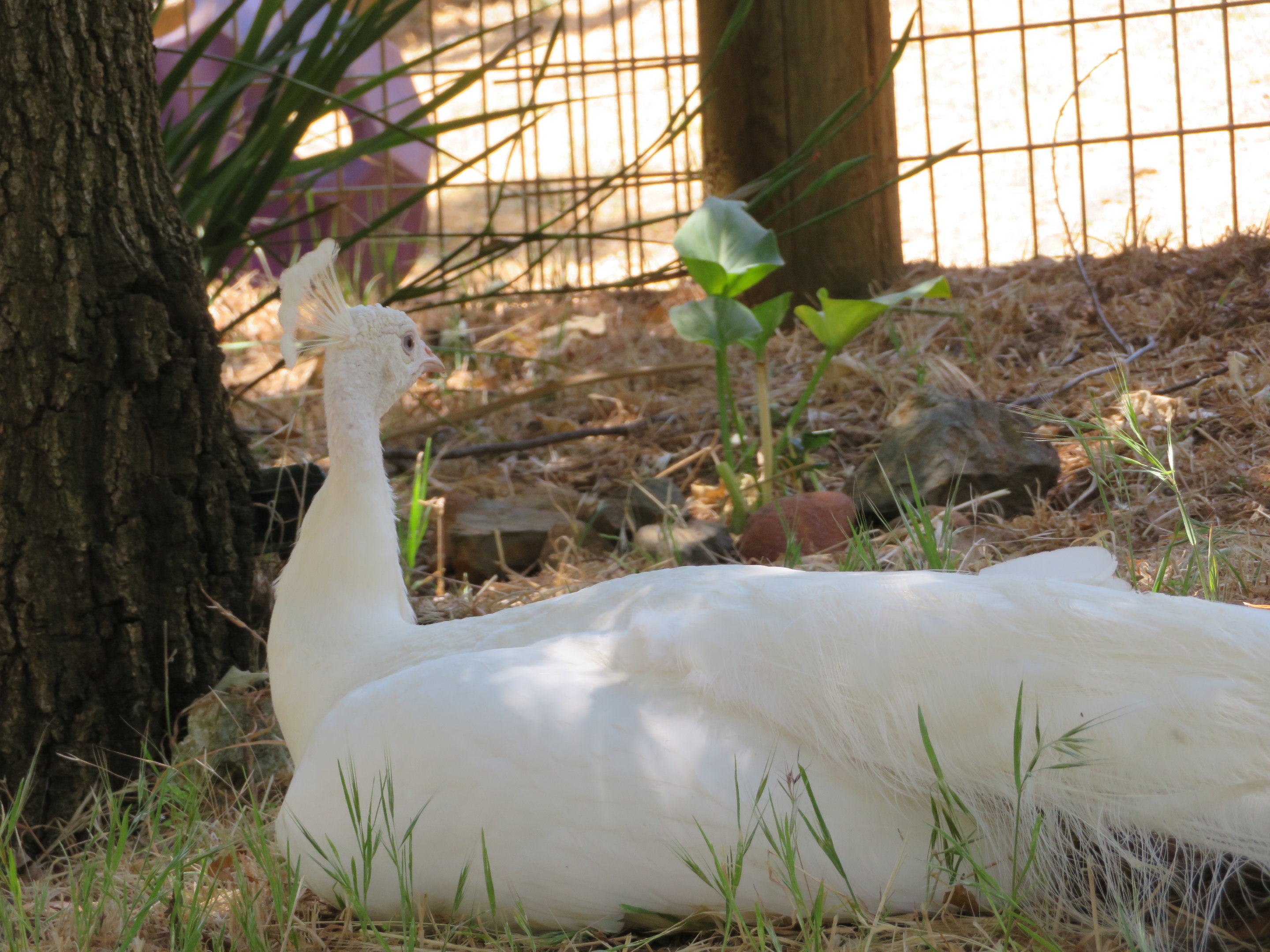 White Peacock (2021)