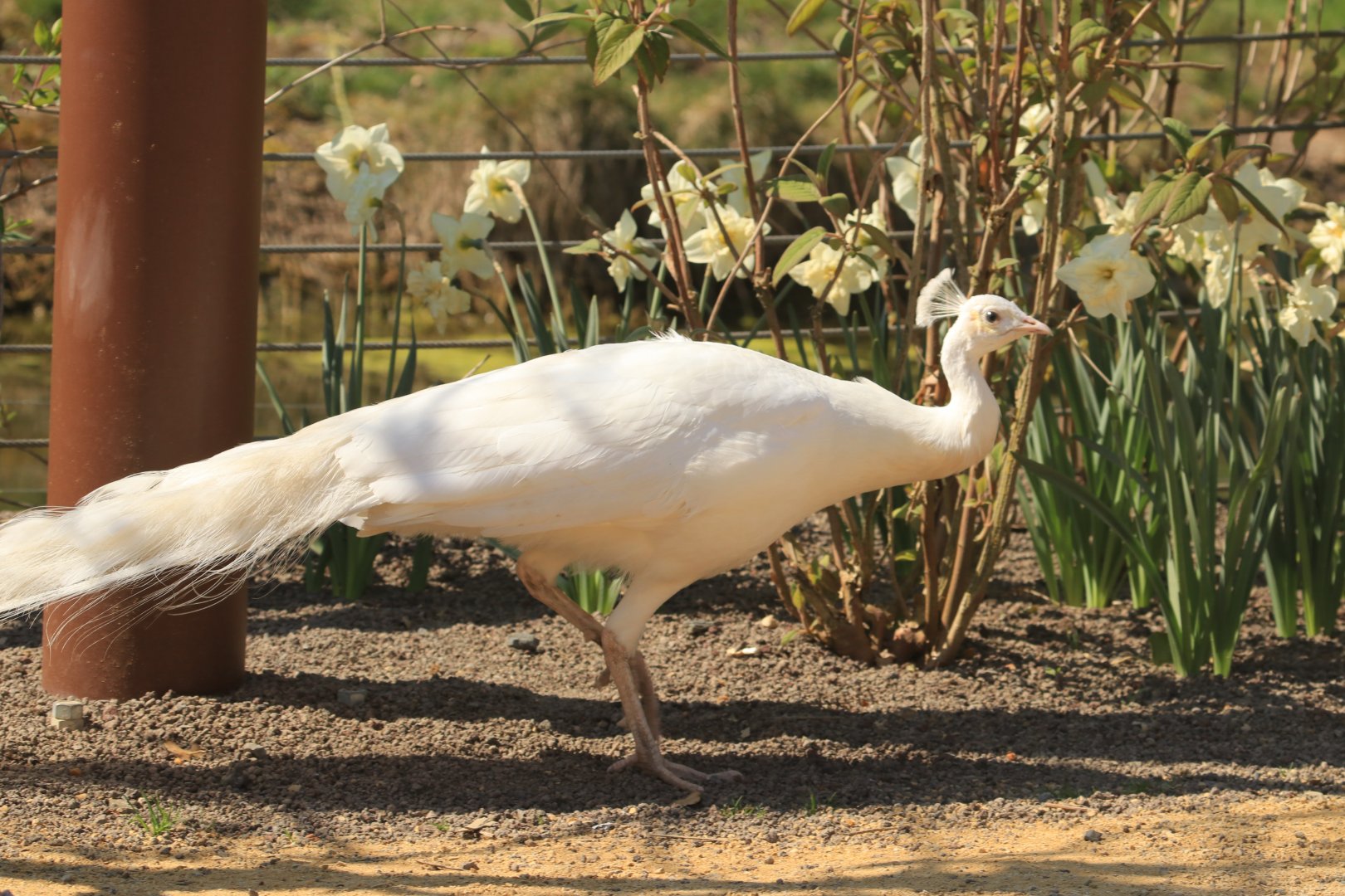 White Peacock (April 2019)