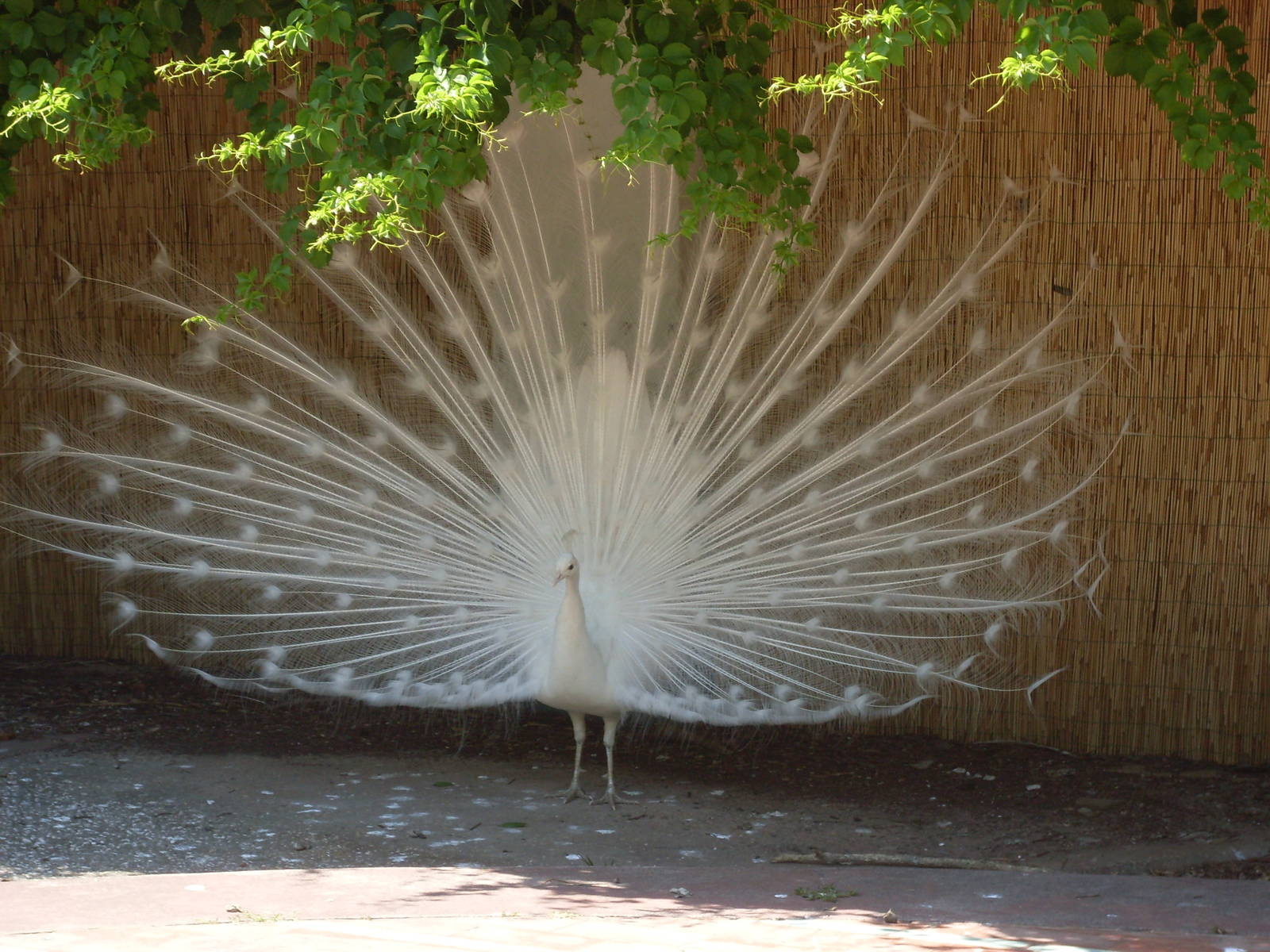 White peacock at Zoo di Napoli 2012