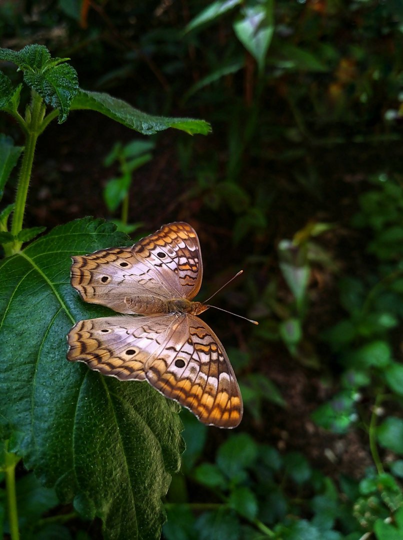 White Peacock Beauty