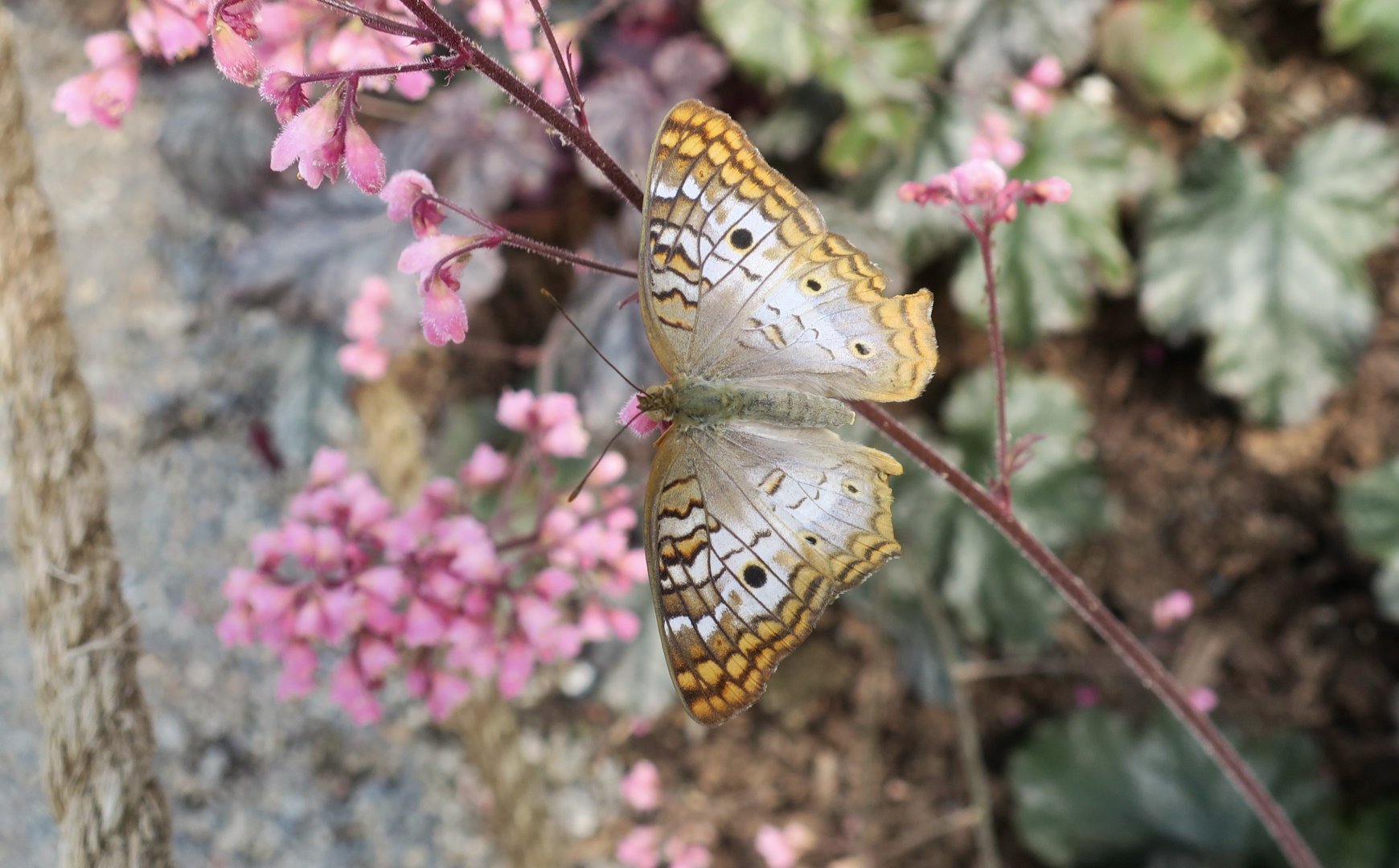 White Peacock Butterfly (Anartia jatrophae)