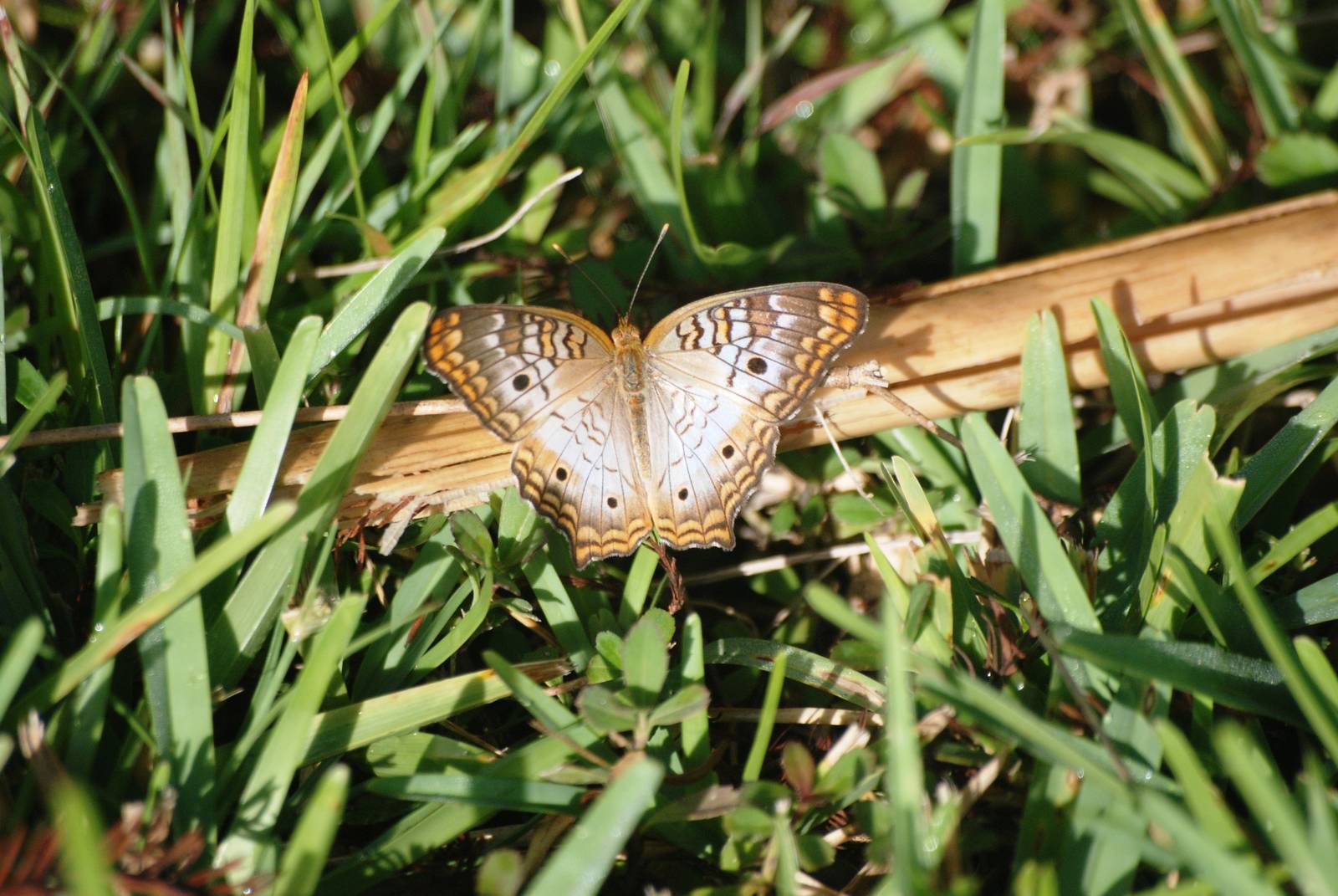 White Peacock Butterfly, Western Everglades/Big Cypress, October 2013