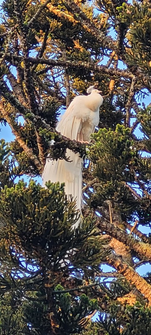 White Peacock roosting
