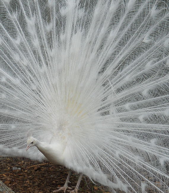 White Peacock