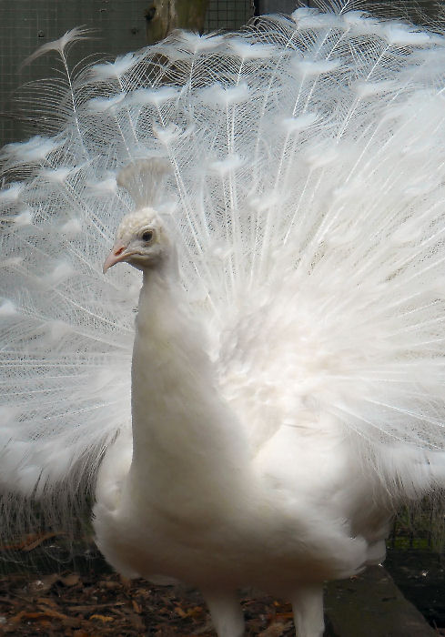 White Peacock