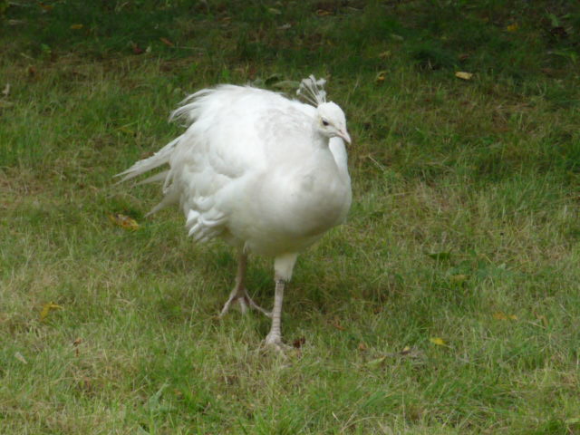 White peacock