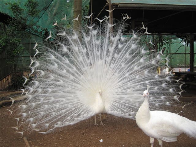 White Peacock
