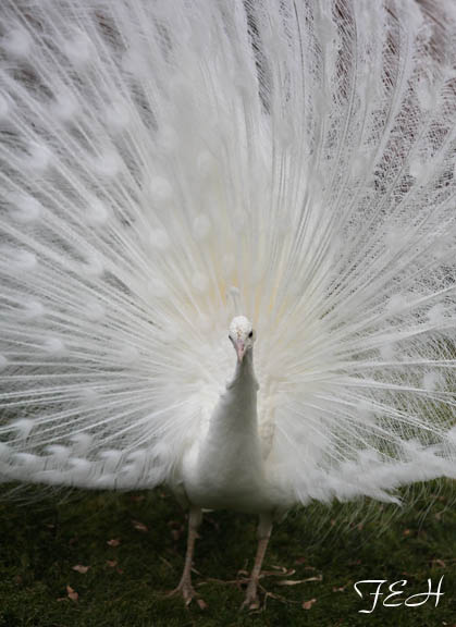 white peacock