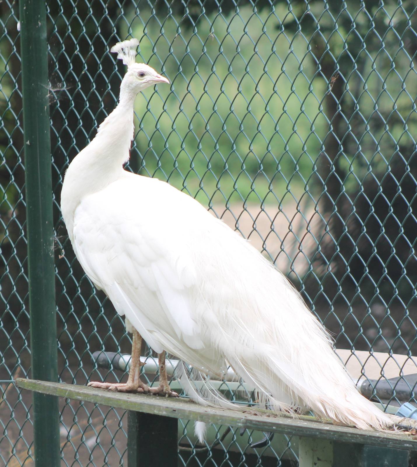 White peacock