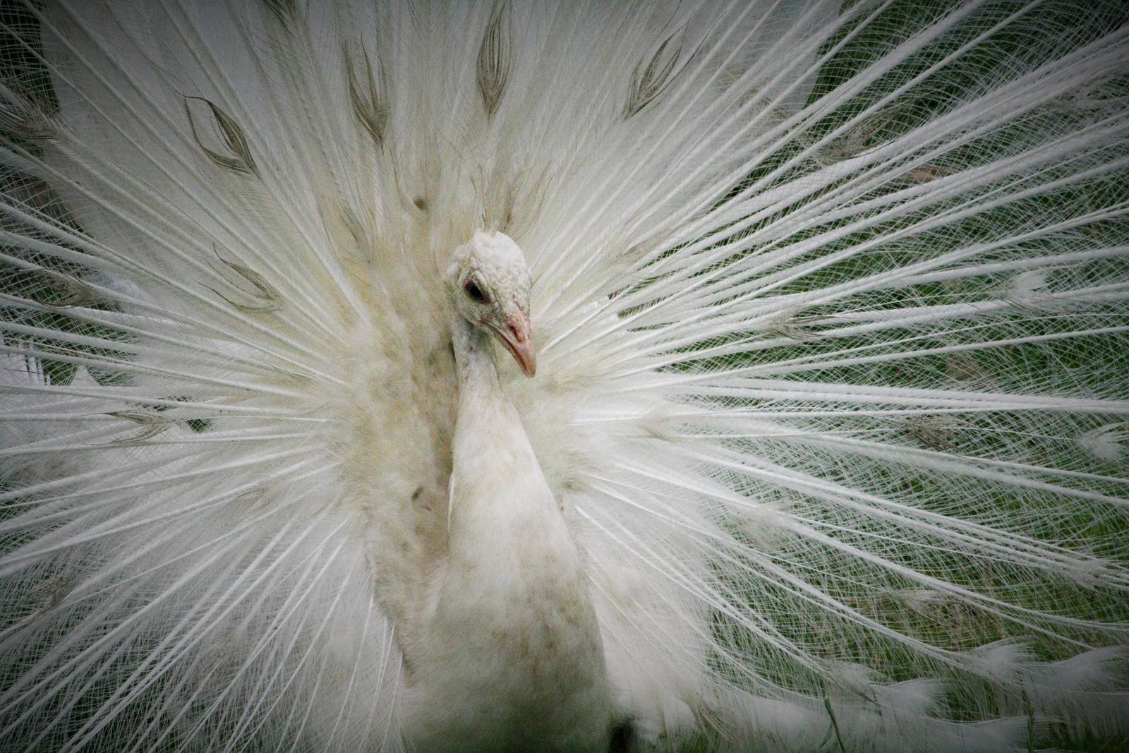White Peacock