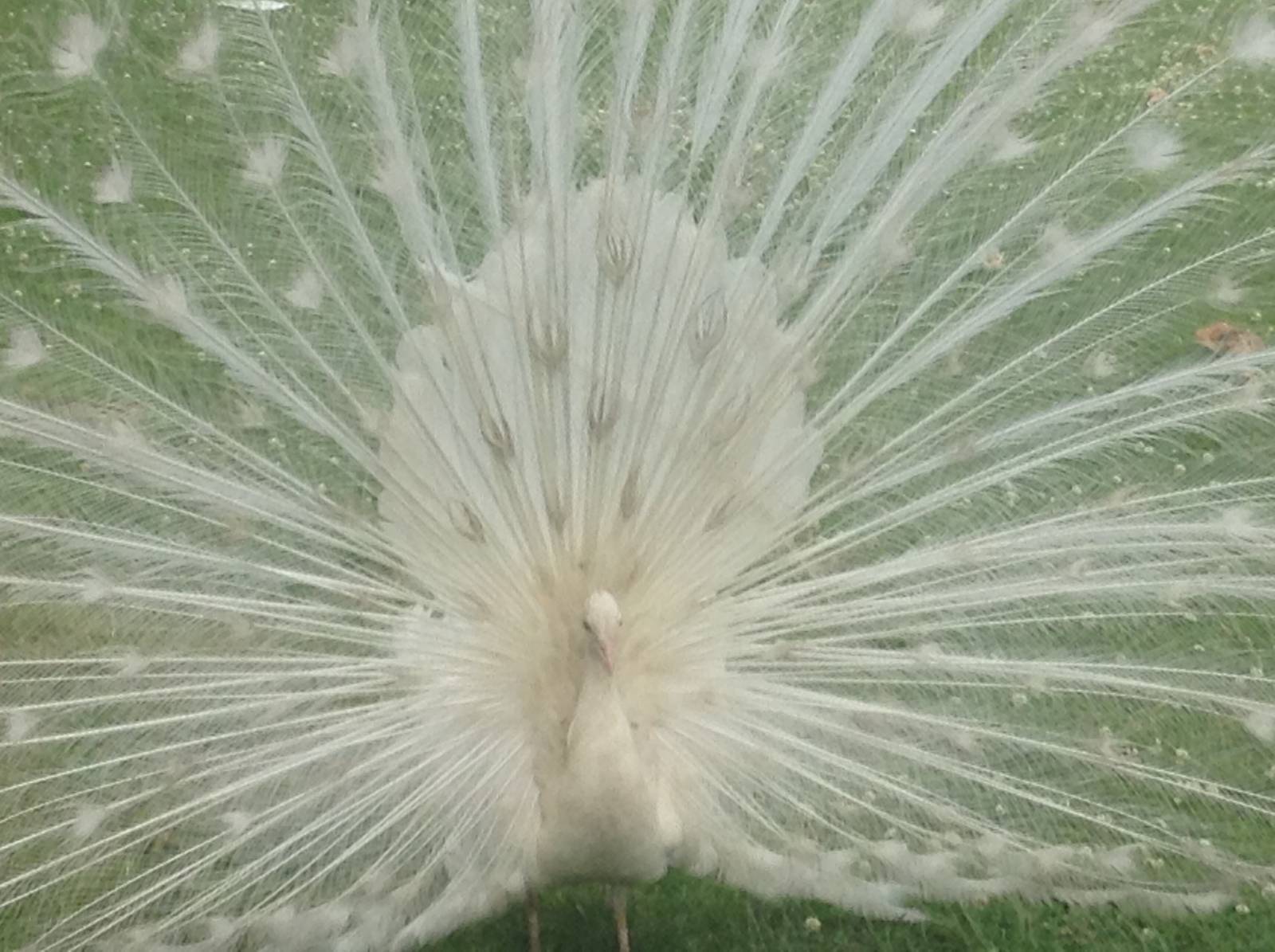 White Peacock