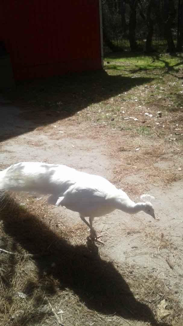 White peacock