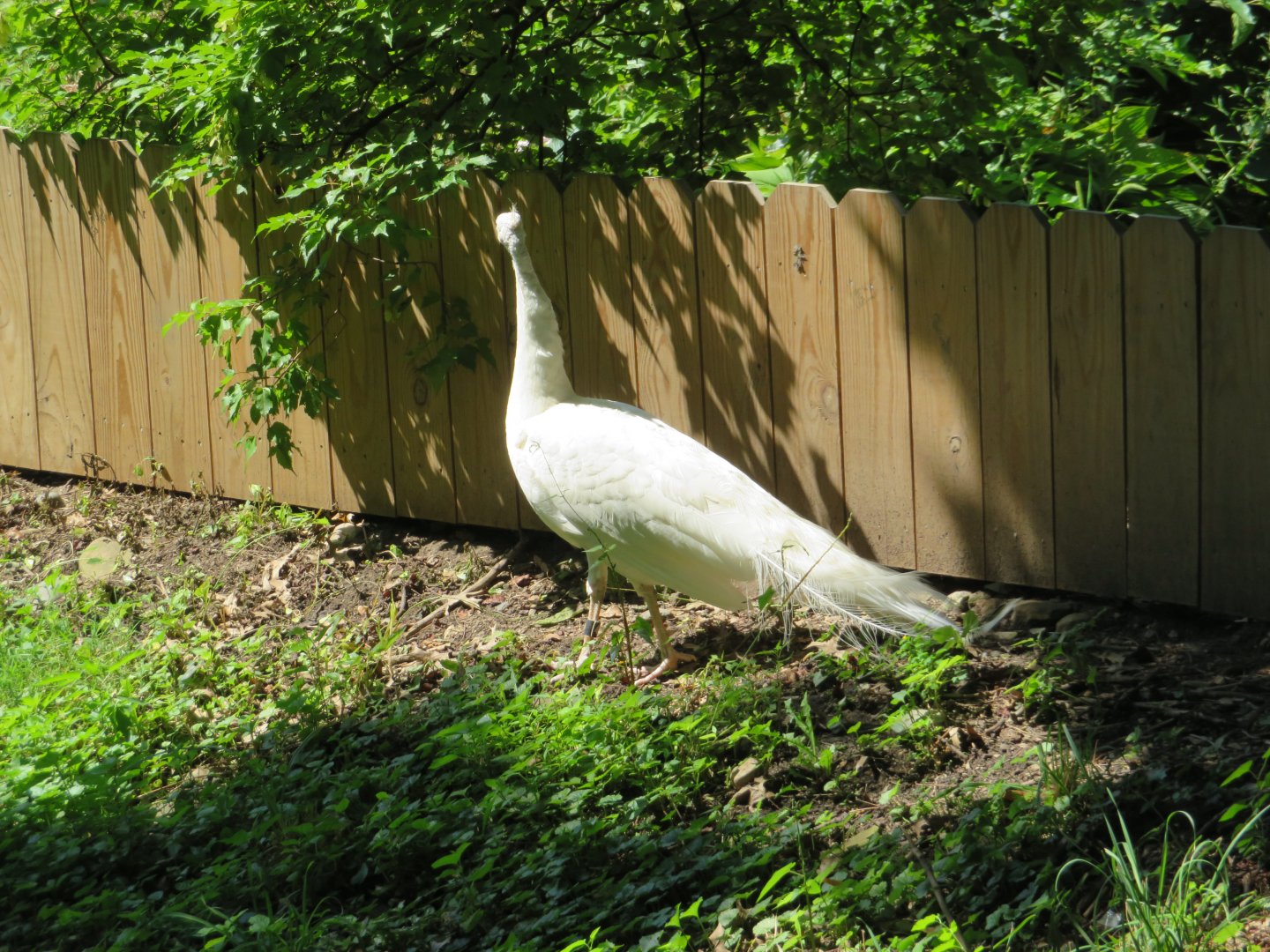 White Peacock