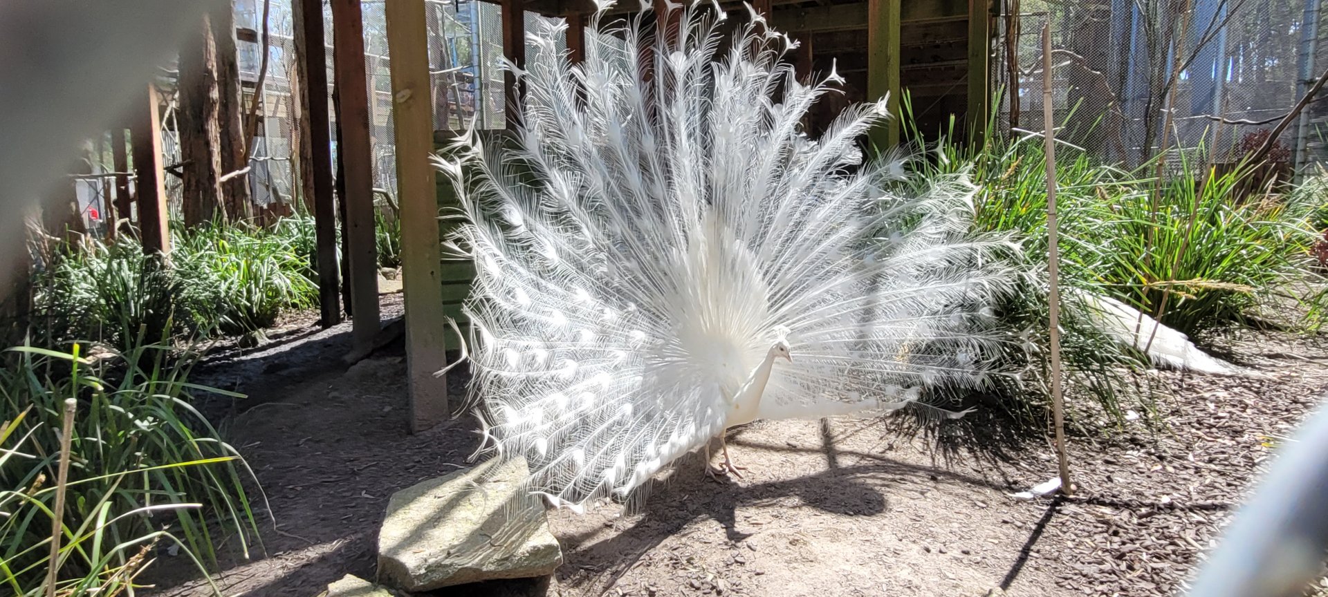 White Peacock