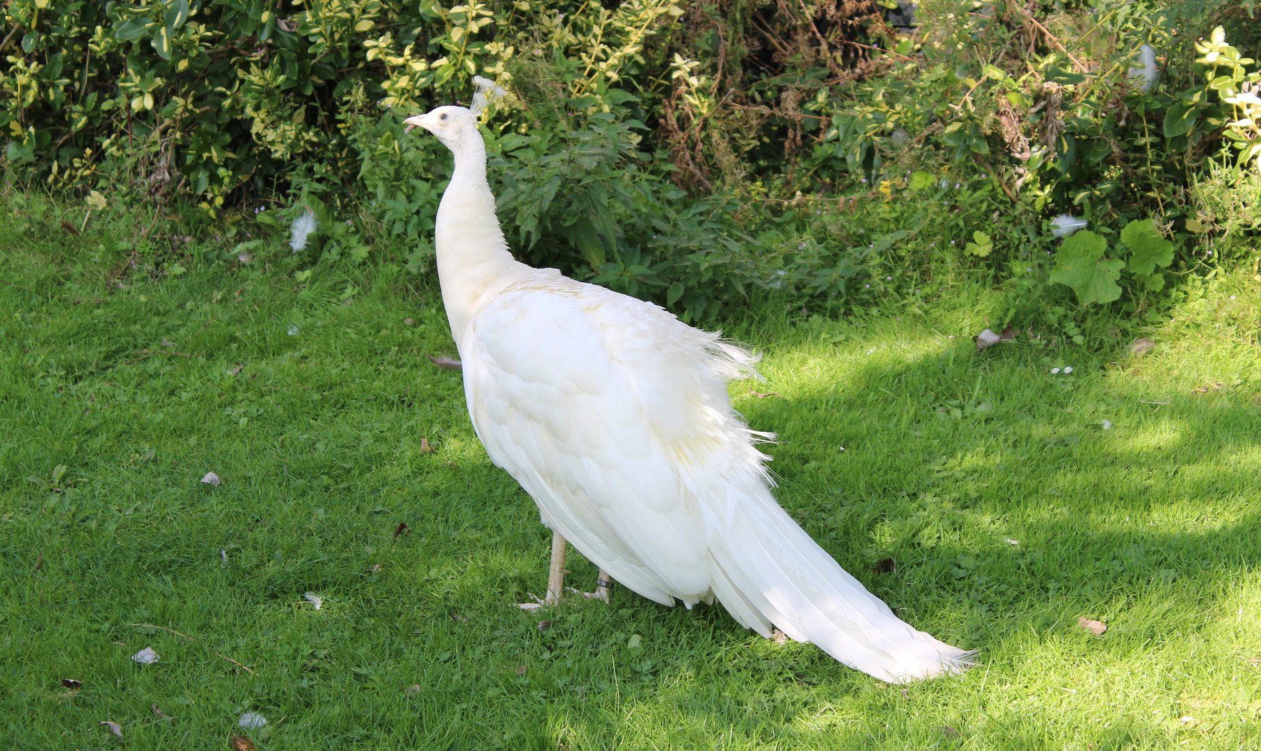 White peacock