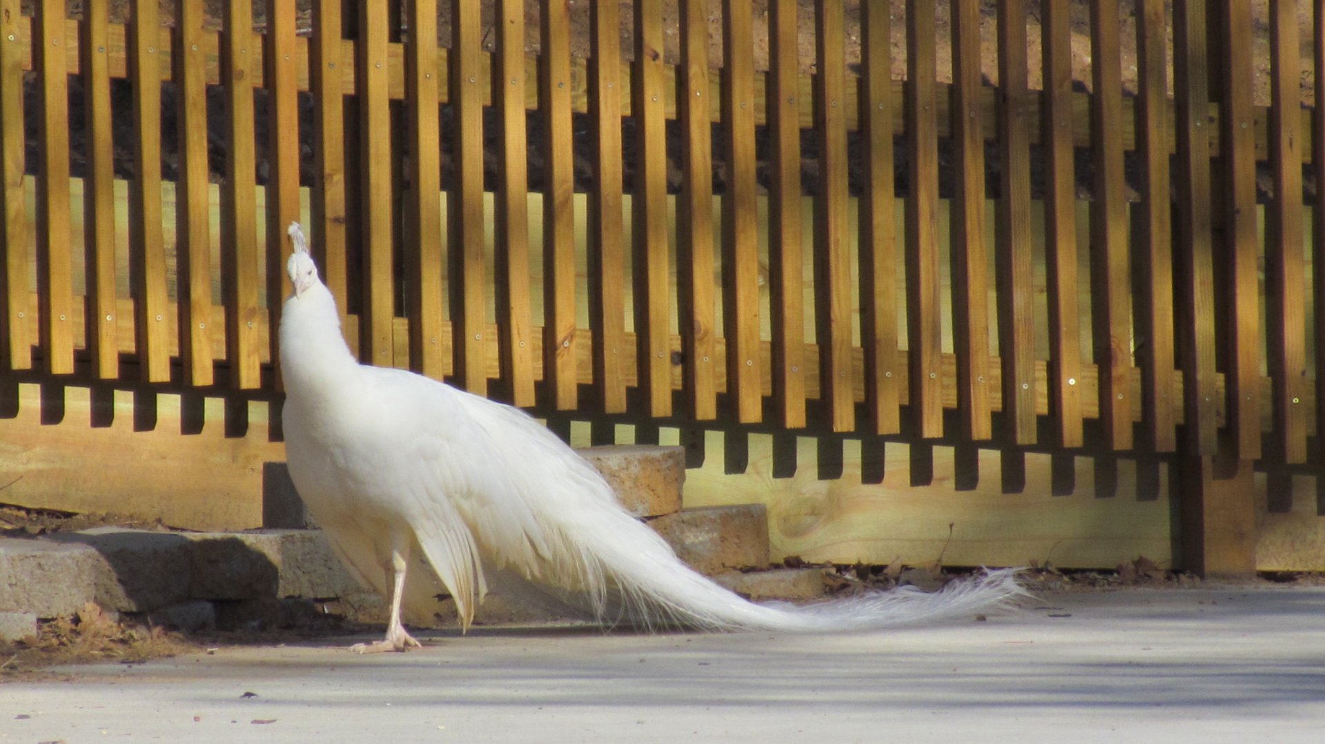White Peacock