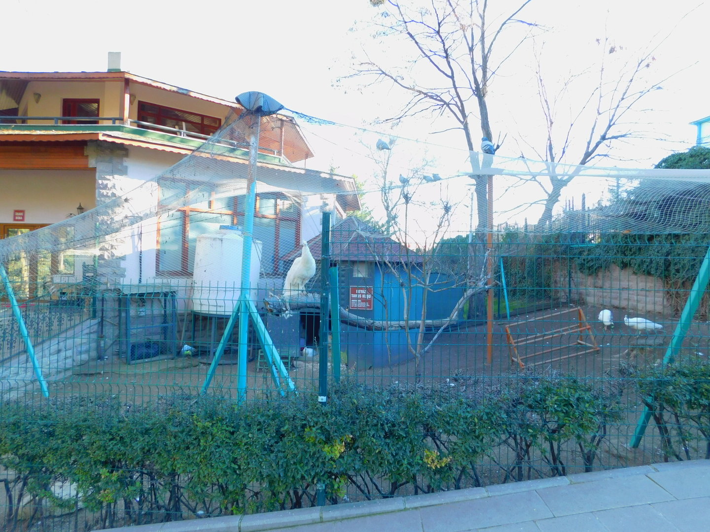 White Peafowl Cage at the Ankara Domestic Animal Park