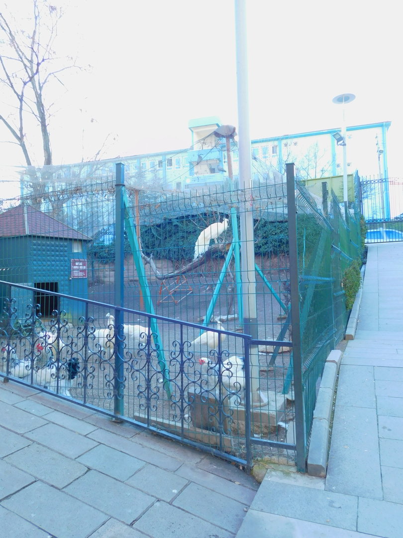 White Peafowl Enclosure at the Ankara Domestic Animal Park