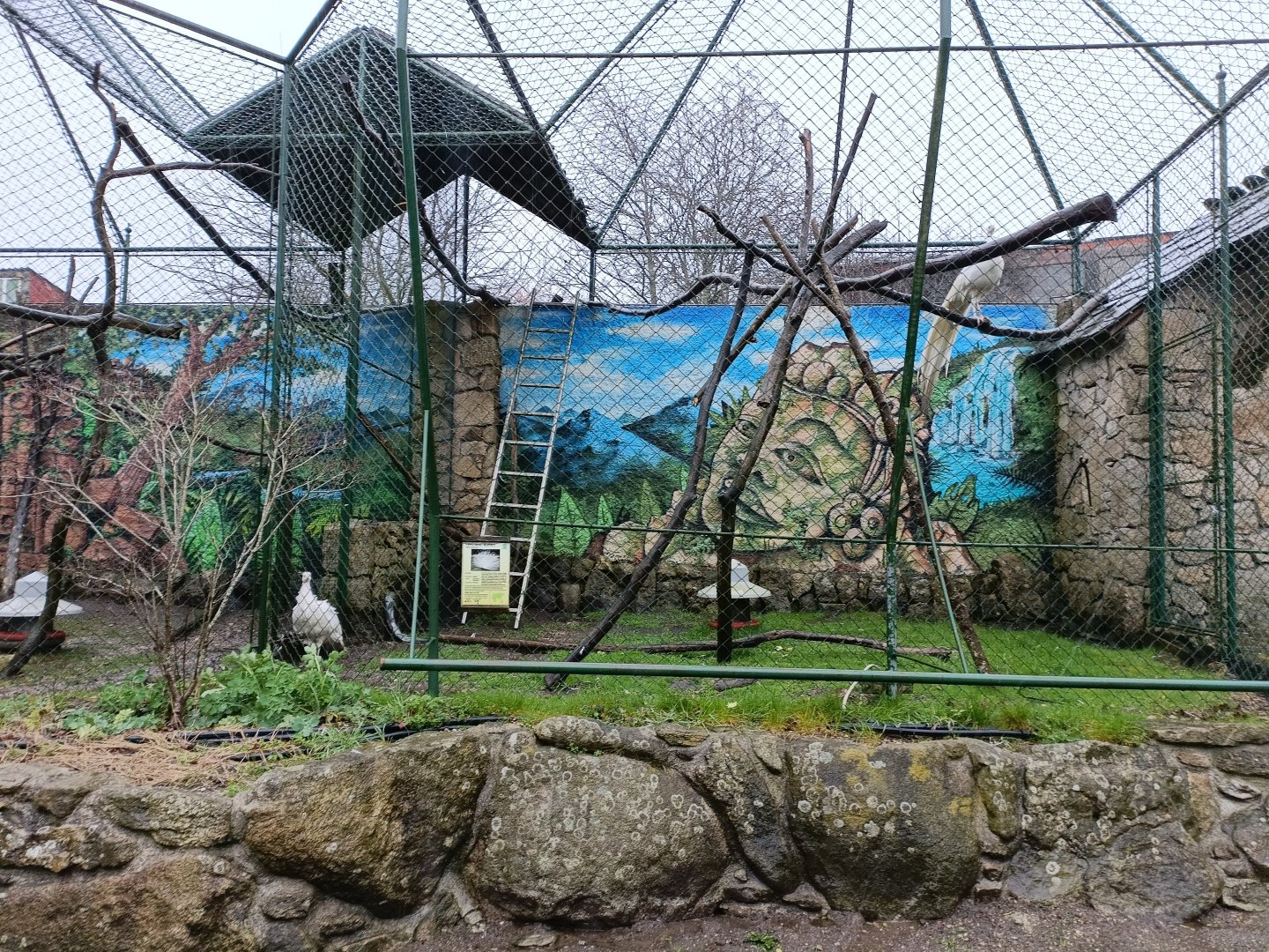 White peafowl exhibit - Avifauna Lugo