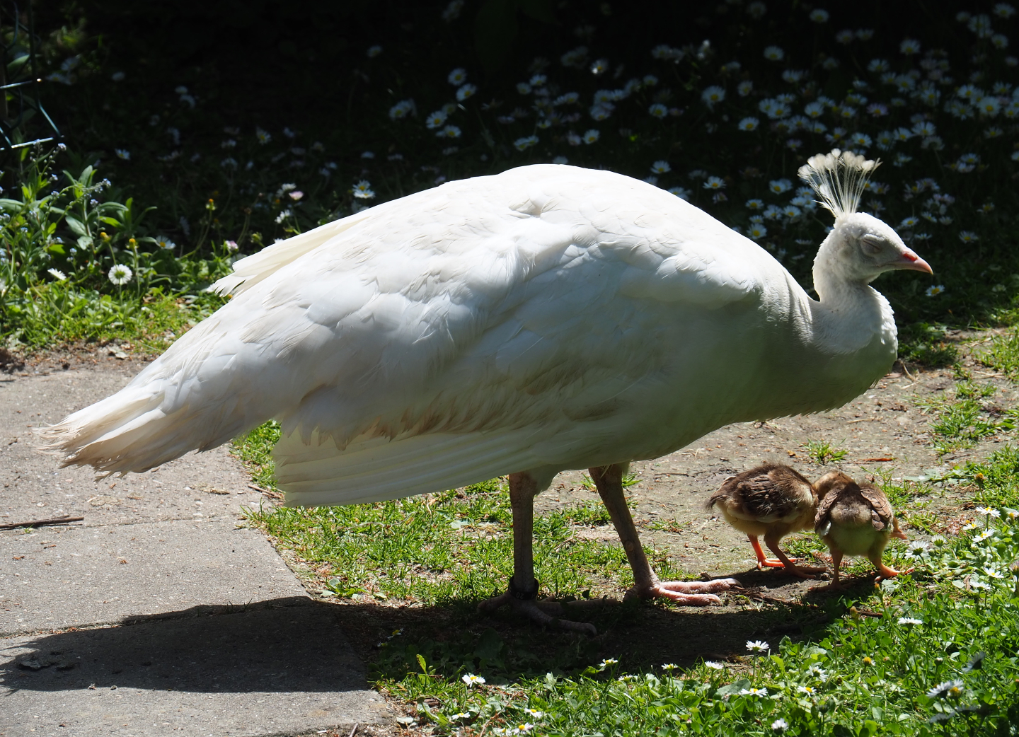 White peafowl hen with chicks (Pavo cristatus), 2019-06-01