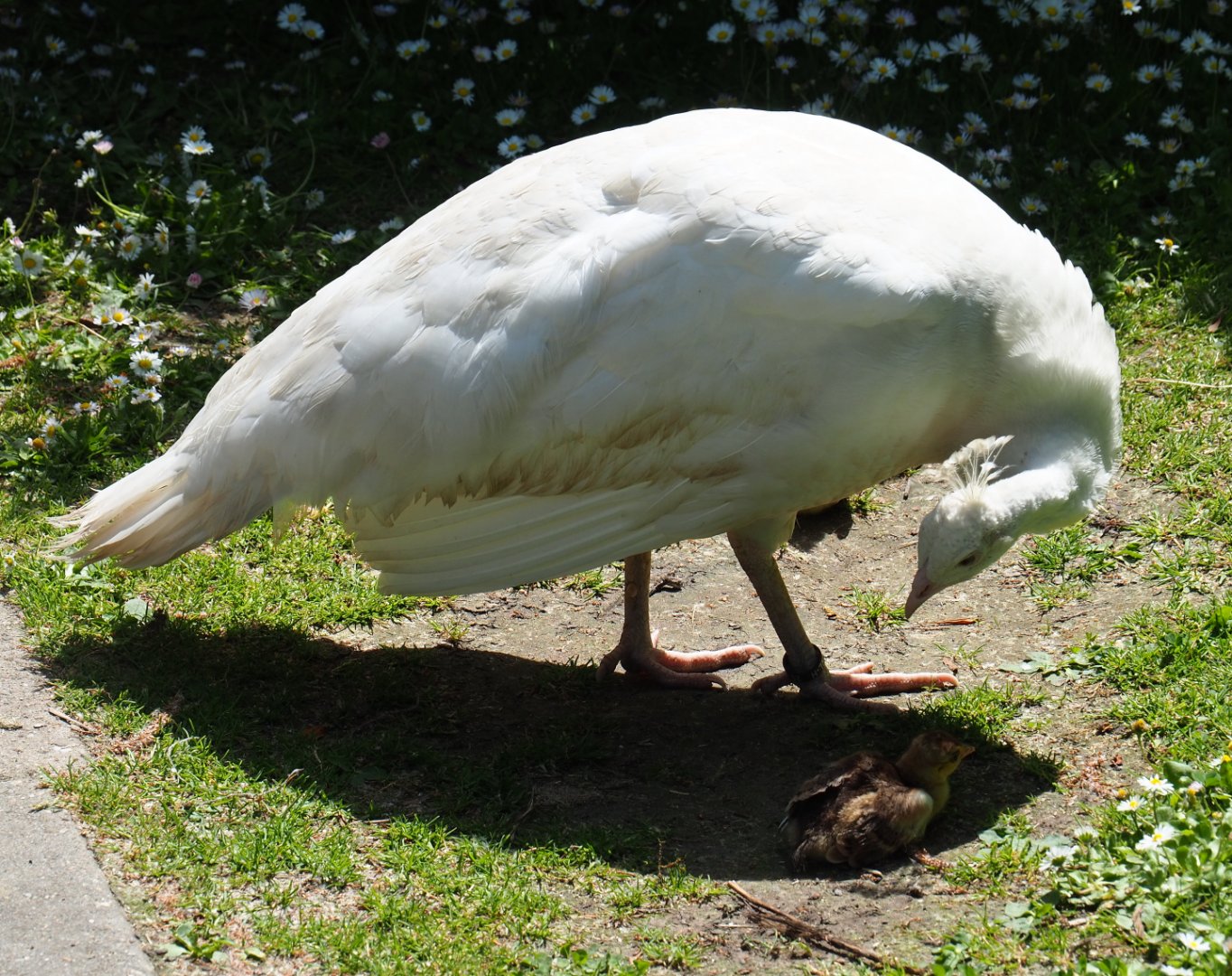 White peafowl hen with chicks (Pavo cristatus), 2019-06-01