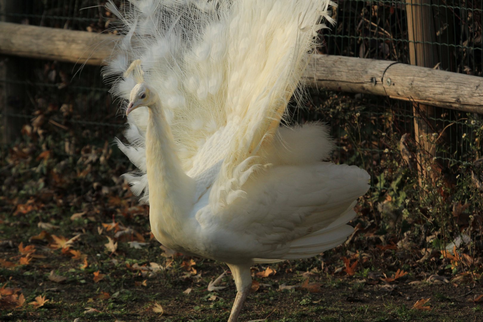 White peafowl (November 2018)