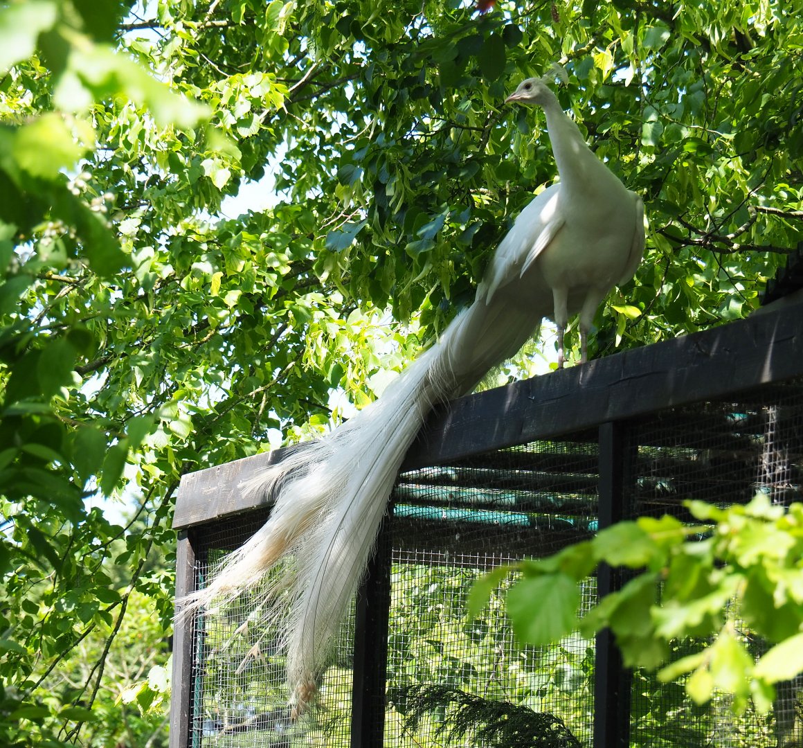 White peafowl (Pavo cristatus), 2019-06-01