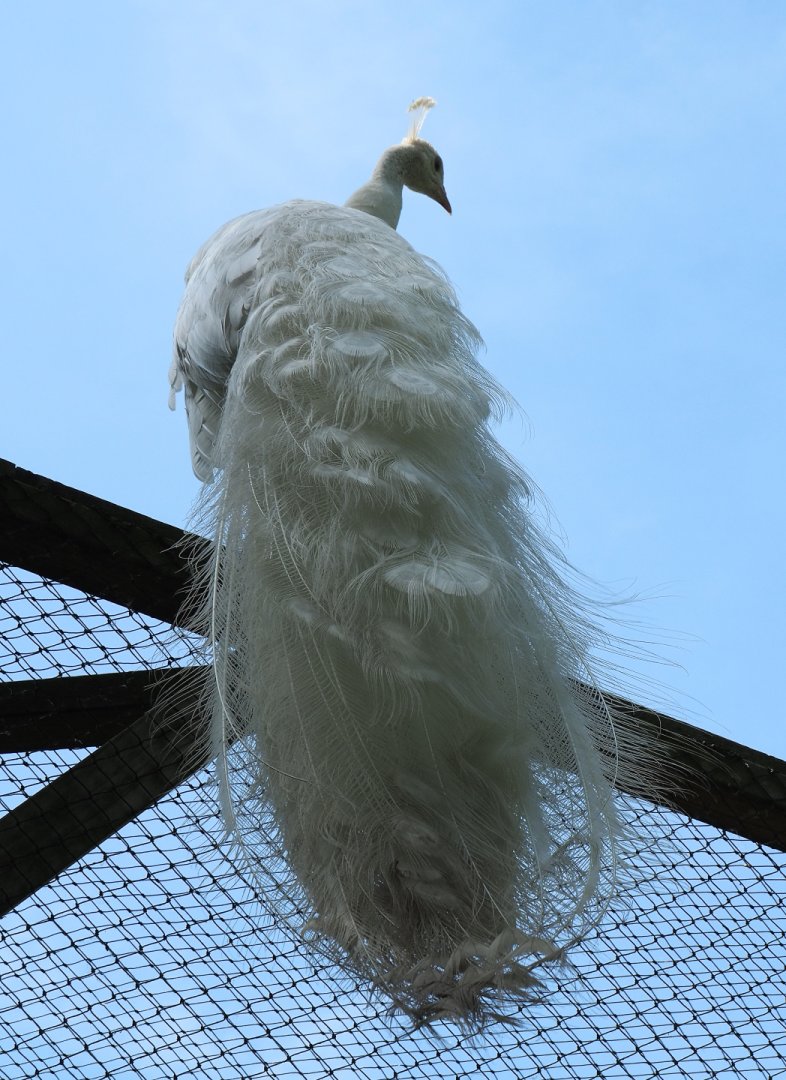 White peafowl (Pavo cristatus), 2019-06-01