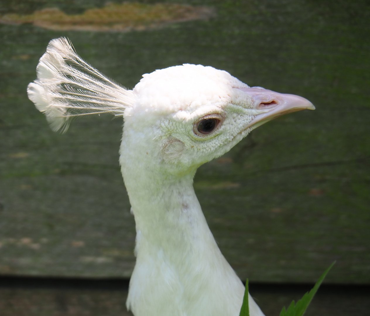 White peafowl (Pavo cristatus), 2019-06-01