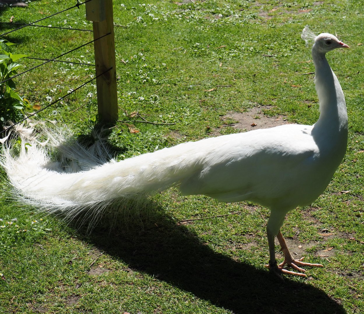 White peafowl (Pavo cristatus), 2019-06-01