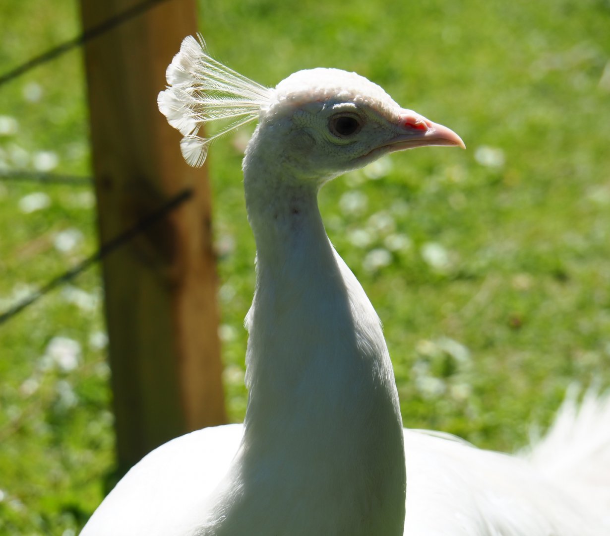 White peafowl (Pavo cristatus), 2019-06-01