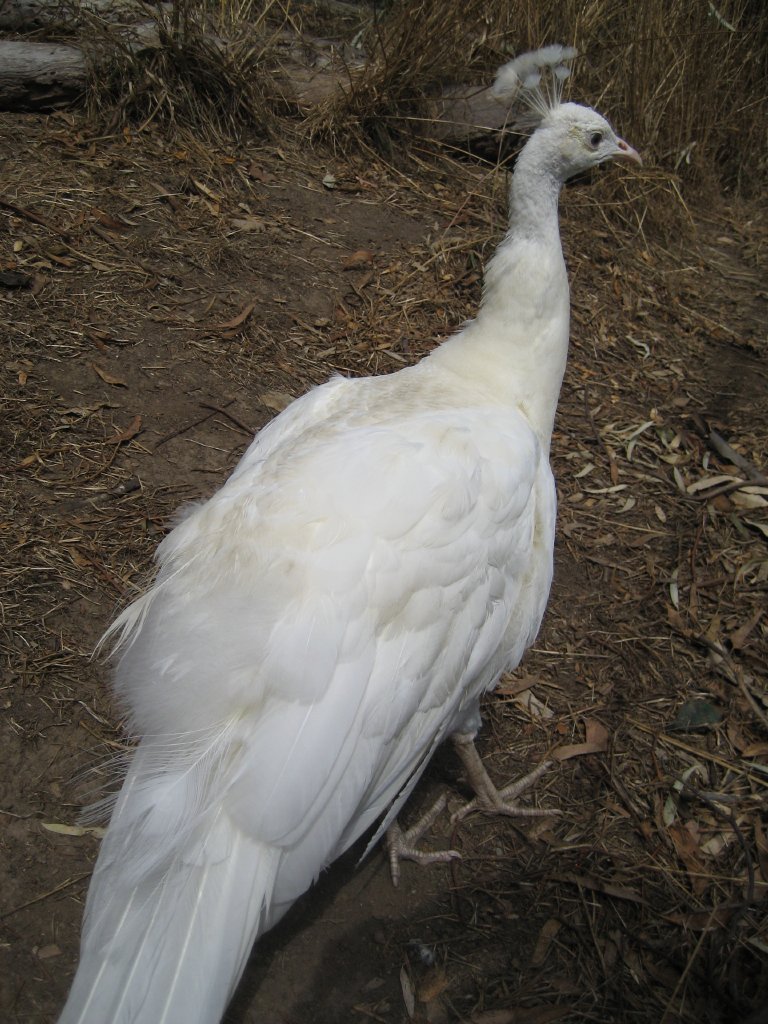 White Peafowl